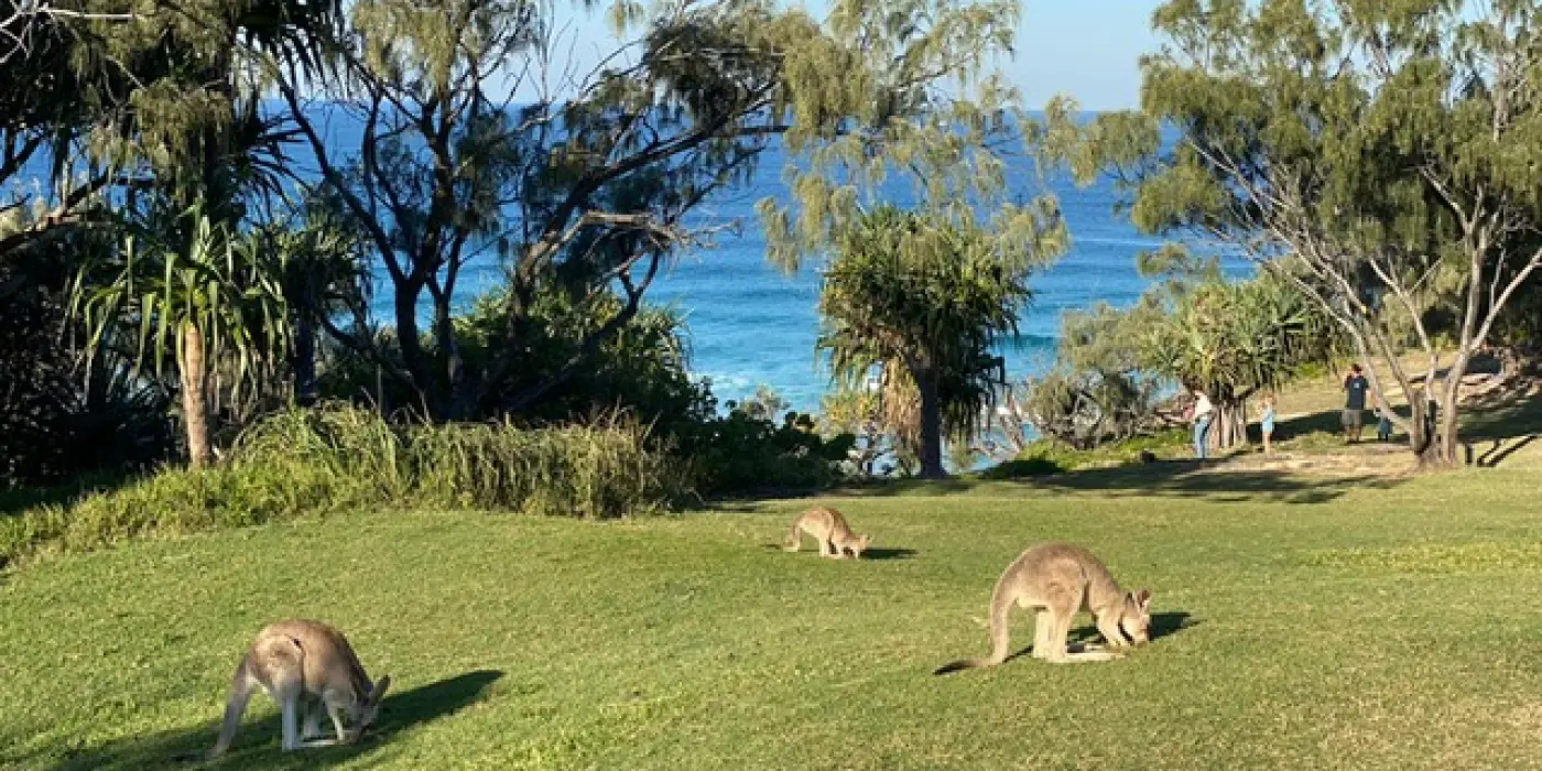 Image d'un bord de mer en Australie avec des kangourous